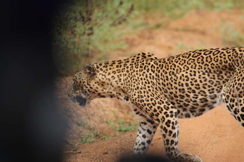 From Anuradhapura: Wilpattu National park Safari - Price and value: what $65 really buys (and what you’ll pay separately)