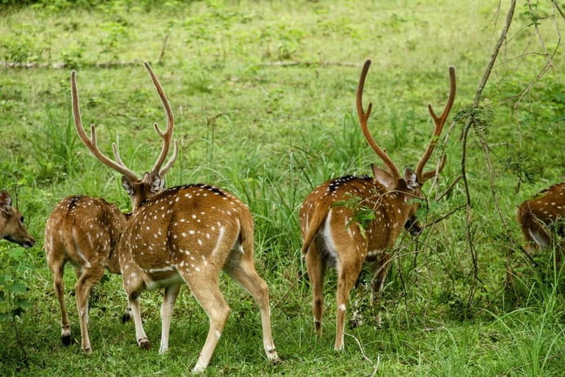 From Anuradhapura: Wilpattu National park Safari - The human side: guide communication and on-the-ground flexibility