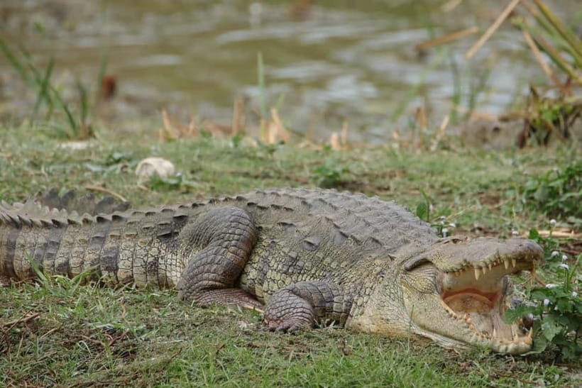 From Anuradhapura: Wilpattu National park Safari - First impressions in Wilpattu: sunrise energy and guide-led searching