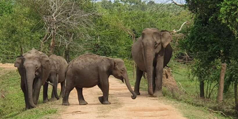 From Arugambay : Yala National Park Safari & Dropoff in Ella - Key things to know before you go
