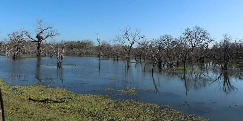 From Arugambay : Yala National Park Safari & Dropoff in Ella - Who Should Book This Safari (and Who Should Skip It)