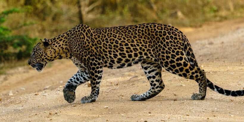 From Arugambay : Yala National Park Safari & Dropoff in Ella - Routing From Arugambay to Yala, Then Off to Ella