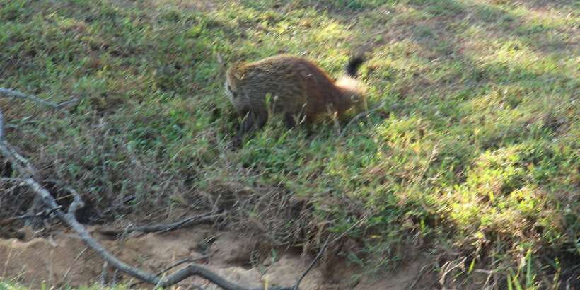 From Arugambay : Yala National Park Safari & Dropoff in Ella - What You’re Aiming For: Leopards, Elephants, Sloth Bears, and Birds