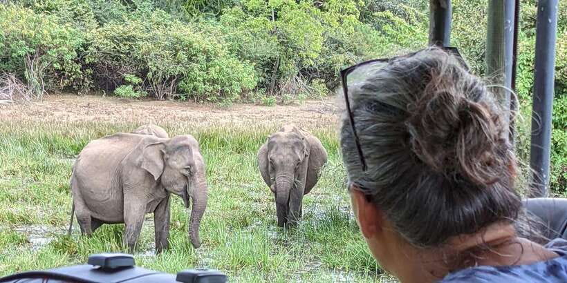 From Arugambay : Yala National Park Safari & Dropoff in Ella - Drop-Off in Ella: From Safari Reality to Hill-Country Relaxation