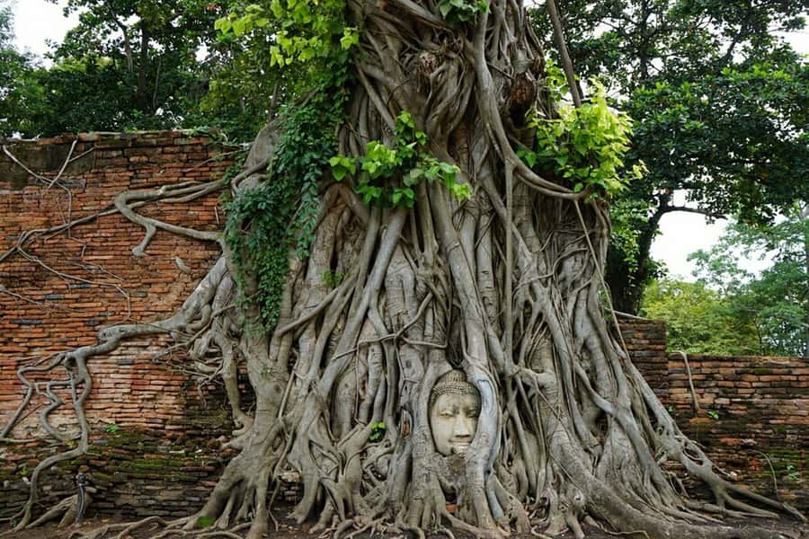 From Bangkok: Ayutthaya & Khao Yai National Park Day Trip - Key highlights worth getting excited about
