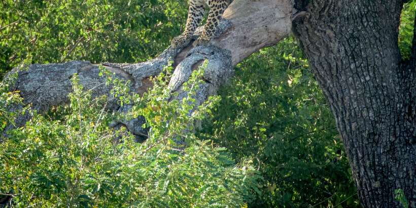 From Bentota: Full-Day Yala National Park Safari Tour - Yala From Bentota: What This Day Trip Really Delivers