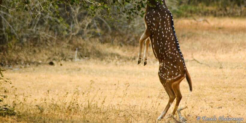 From Bentota: Full-Day Yala National Park Safari Tour - The Drive to Yala: What You’ll Feel on the Way