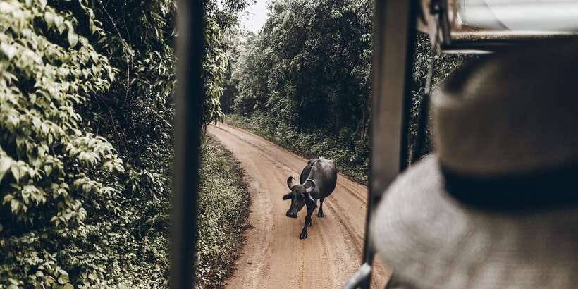 From Bentota: Full-Day Yala National Park Safari Tour - Jeep Safari Time: What 4 Hours Inside Feels Like