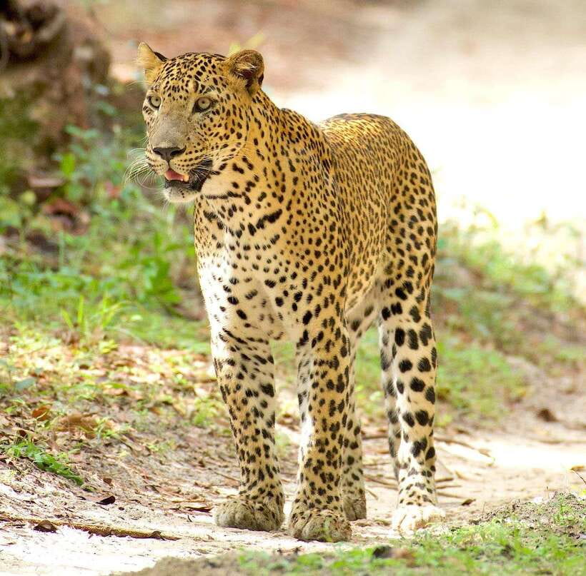 From Bentota - Yala National Park Full Day Safari Tour - Bentota Pickup to Yala: AC Comfort and the Long, Worth-It Day