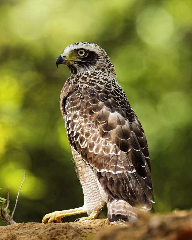From Bentota - Yala National Park Full Day Safari Tour - Photo Planning: How to Capture Wildlife Without Losing the Moment