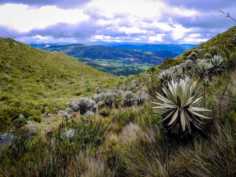 From Bogotá: Chingaza National Park Eco Tour - Chingaza National Park: why this páramo hike feels different from a typical day trip