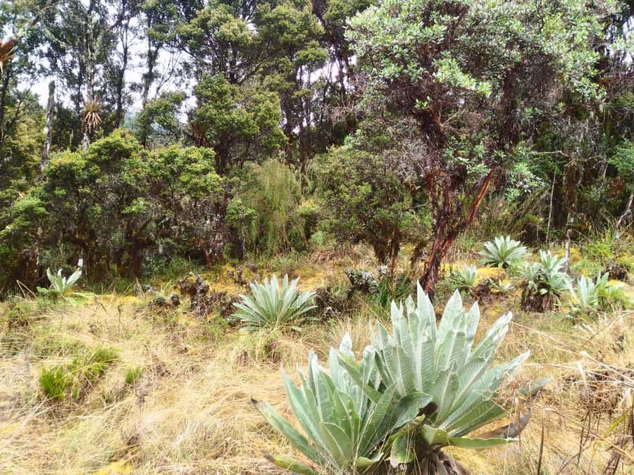 From Bogotá: Chingaza National Park Eco Tour - Food, comfort, and the ride back to Bogotá