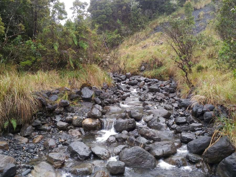 From Bogotá: Chingaza National Park Eco Tour - Price and value: is $158 per person a good deal?