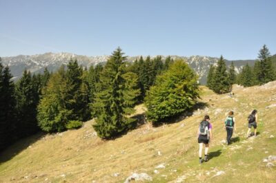 From Brasov: Piatra Craiului National Park Private Day Tour - Piatra Craiului National Park: meadows, forests, and village-feel trails