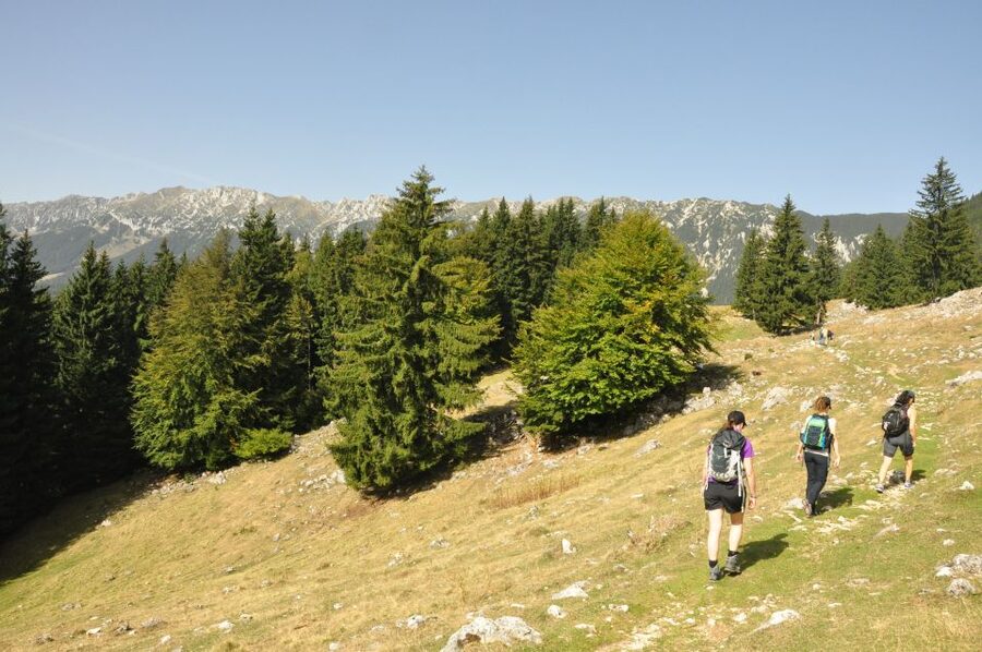 From Brasov: Piatra Craiului National Park Private Day Tour - Piatra Craiului National Park: meadows, forests, and village-feel trails