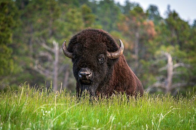 From Calgary to Waterton National Park Nature History and Wonders - Red Rock Canyon: one hour of colour and easy walking