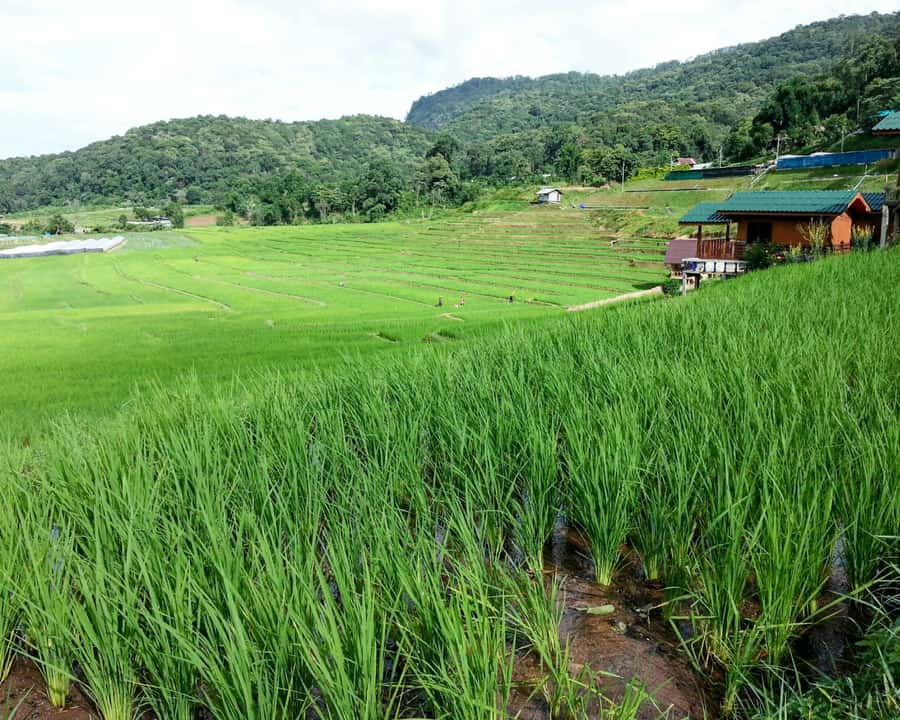 From Chiang Mai: Doi Inthanon National Park Day Trip & Hike - Angka Nature Trail: A Fast Taste of Rainforest Thailand