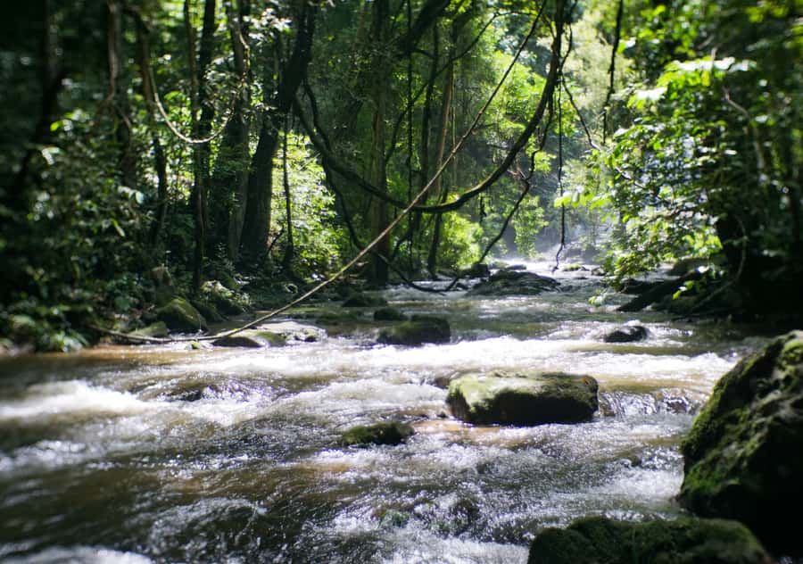 From Chiang Mai: Doi Inthanon National Park Day Trip & Hike - Who This Trip Fits Best (And Who Might Want a Different Day)