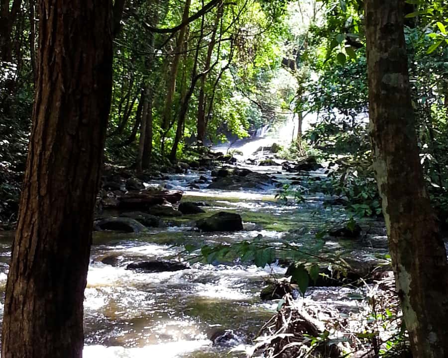 From Chiang Mai: Doi Inthanon National Park Day Trip & Hike - Twin Pagodas and the Hmong Market: Royal Buddhism Meets Local Life