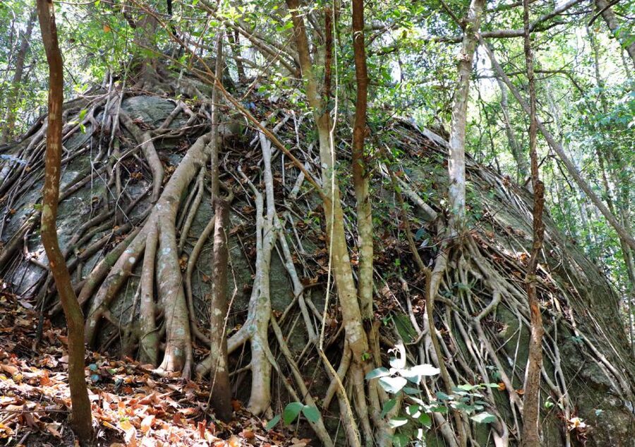 From Chiang Mai: Doi Inthanon National Park Hiking Tour - The highest point in Thailand: summit views and cool air