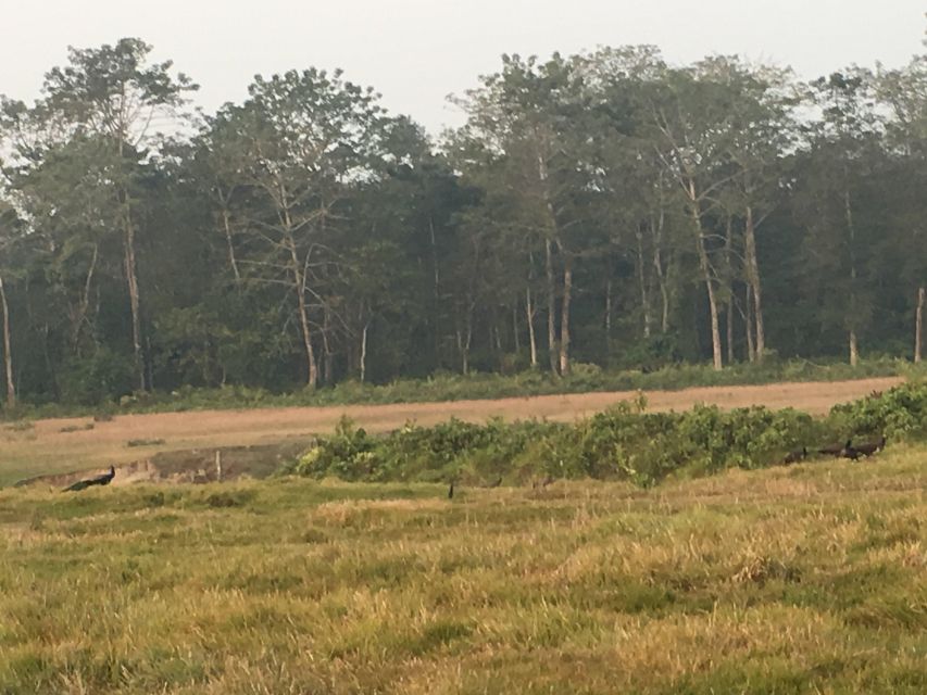 From Chitwan: Full Day Jeep Safari in Chitwan National Park - Where Chitwan shines for a Jeep safari