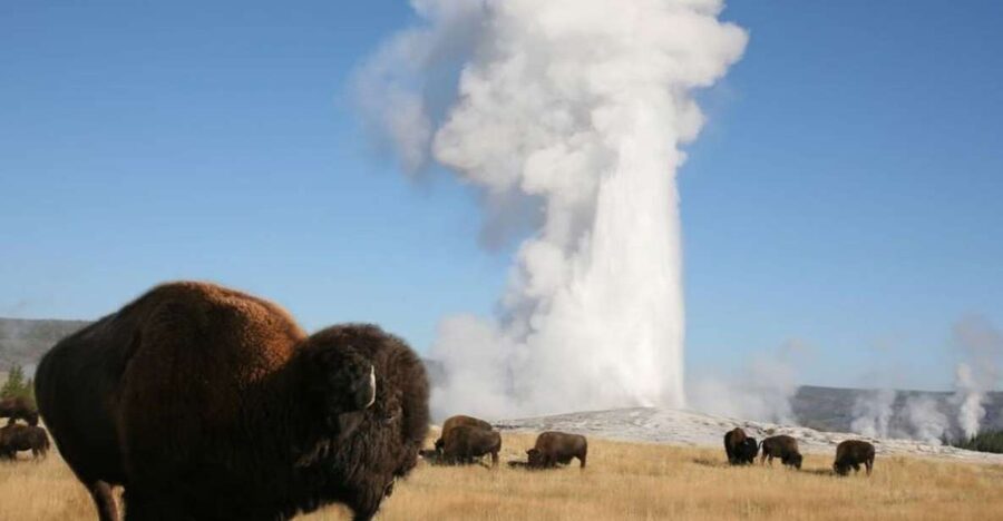 From Cody: Full-Day Yellowstone National Park Tour - Starting From Cody: A 12-Hour Yellowstone Hit List Done the Easy Way