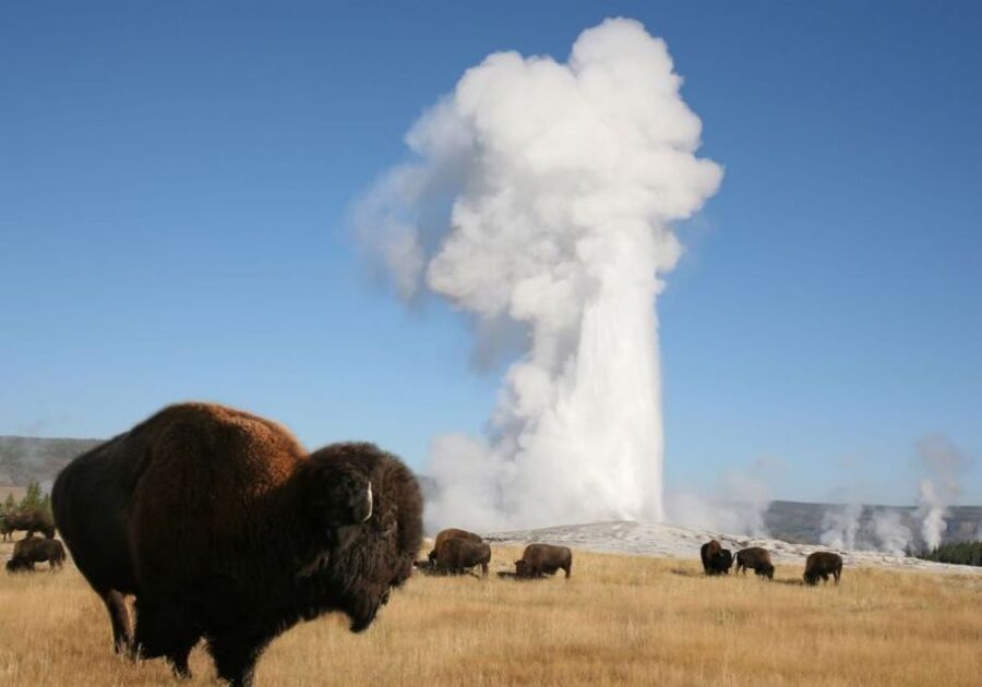 From Cody: Full-Day Yellowstone National Park Tour - Grand Prismatic Spring: Walk Up to the World’s Largest Hot Spring