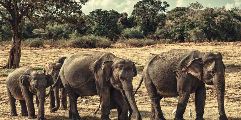 From Colombo: Private Minneriya National Park Day Safari - Key takeaways before you go
