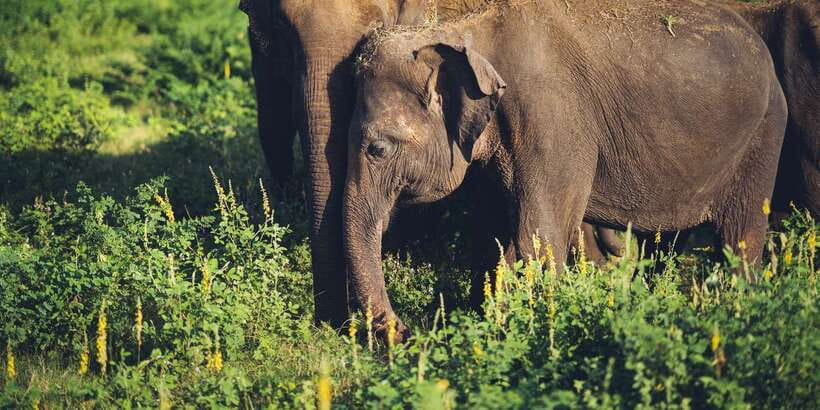 From Colombo: Private Minneriya National Park Day Safari - A note on timing and health rules before you start the tour