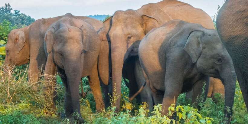 From Colombo: Private Minneriya National Park Day Safari - Minneriya National Park from Colombo: what makes this day work