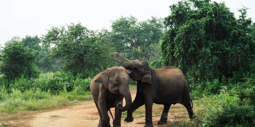 From Colombo: Private Minneriya National Park Day Safari - Wildlife you’ll be scanning for: elephants, plus the rest of the park’s cast