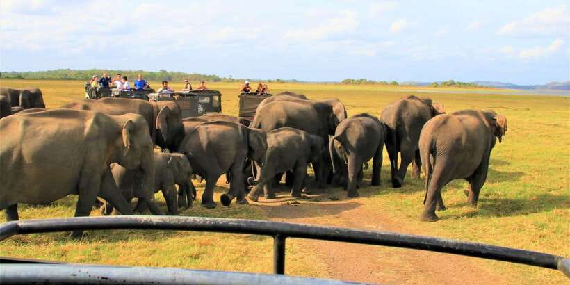 From Colombo: Private Minneriya National Park Day Safari - Price and value: is $105 per person a smart deal?