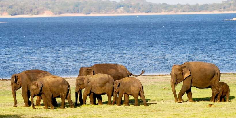 From Colombo: Private Minneriya National Park Day Safari - Who this Minneriya day safari suits best (and who should skip it)