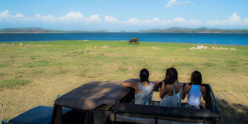 From Colombo: Private Minneriya National Park Day Safari - Practical tips: what to bring, what’s not allowed, and small comfort wins