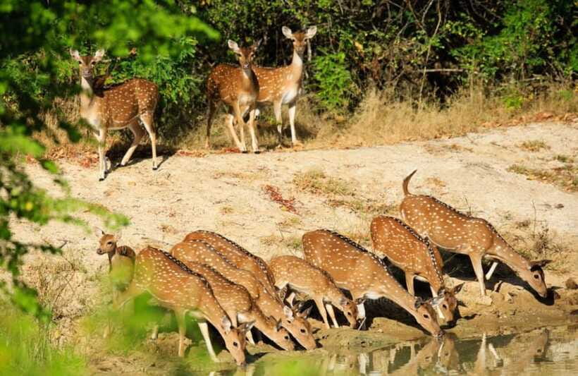 From Colombo : Yala National Park Safari With Tickets - Should you book this Colombo to Yala safari?