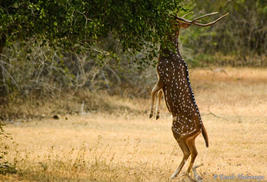 From Colombo : Yala National Park Safari With Tickets - From Colombo to Yala: what a 12-hour day really feels like