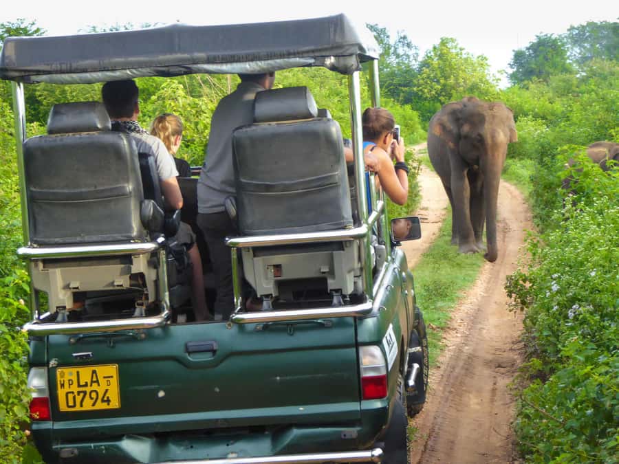 From Colombo : Yala National Park Safari With Tickets - Wildlife you can realistically look for: elephants, leopards, and the bird circuit