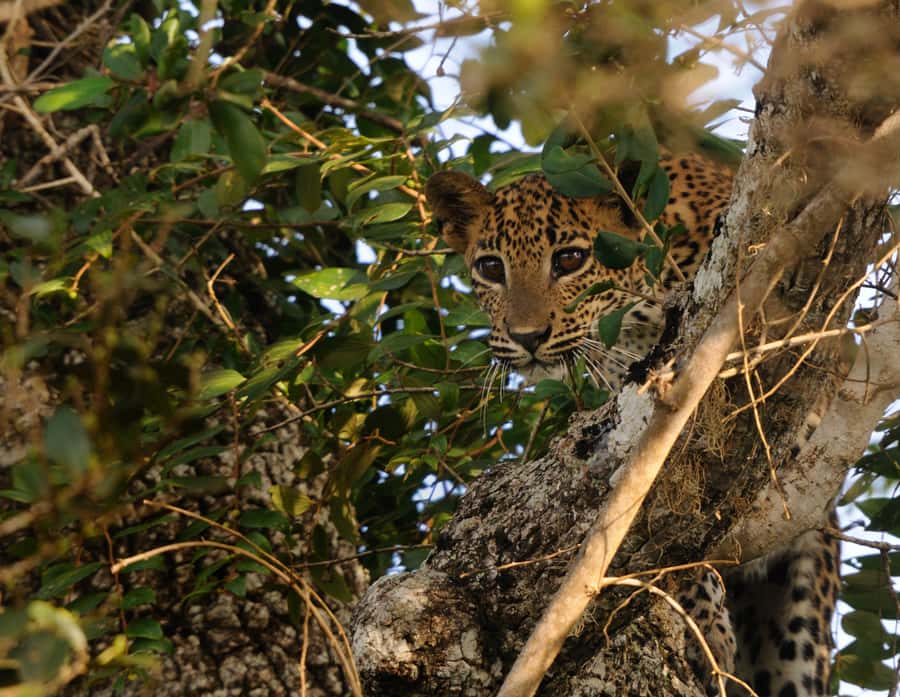 From Colombo : Yala National Park Safari With Tickets - Price and value: is $200 a good deal for Yala?