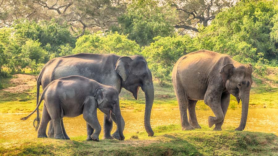 From Colombo : Yala National Park Safari With Tickets - Who should book this, and who should skip it