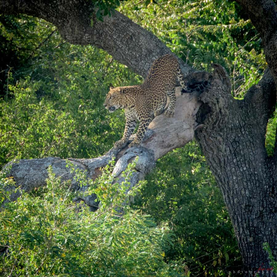 From Colombo : Yala National Park Safari With Tickets - Yala National Park in plain English: Block I, Block II, and what you’re hunting for