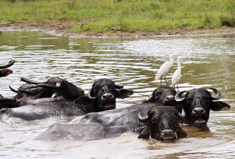 From Colombo: Yala National Park Safari with Transfer - The Smaller Life in Yala: Birds and Butterflies Count Too