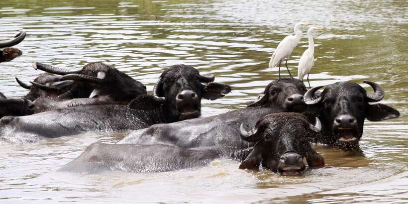 From Colombo: Yala National Park Safari with Transfer - Timing and the Flow of Your Day: Pickup to Drop-off