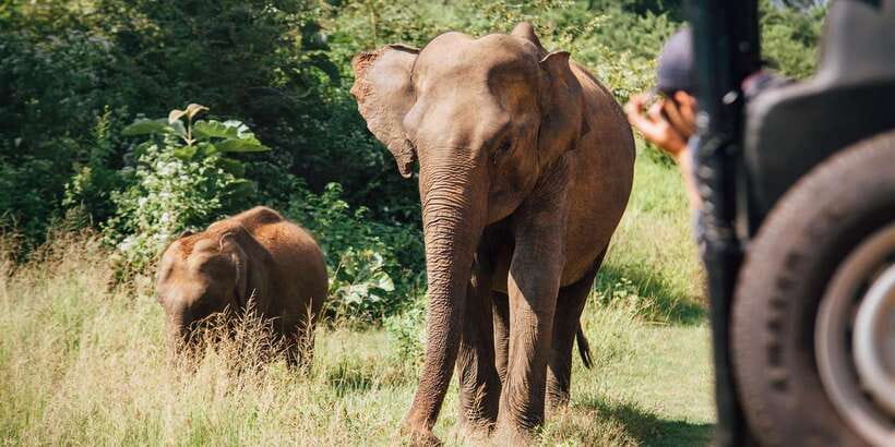 From Colombo: Yala National Park Safari with Transfer - Who This Safari Fits Best