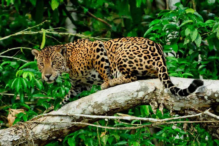 From Cusco: 4-Day Manu National Park Guided Tour - Key things that make this Manu tour work