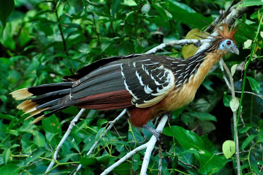 From Cusco: 4-Day Manu National Park Guided Tour - Day 1 night: Pillcopata Lodge and the basic nature of “close to the forest”