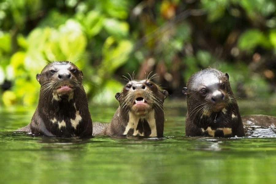 From Cusco: 4-Day Manu National Park Guided Tour - Your guide experience: bilingual matters, and it shows in wildlife scanning