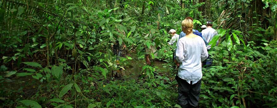 From Cusco: Manu National Park 3 Day Tour - Day 2: Early Forest Walks, Coca Culture, and Kayaking on the Alto Madre de Dios