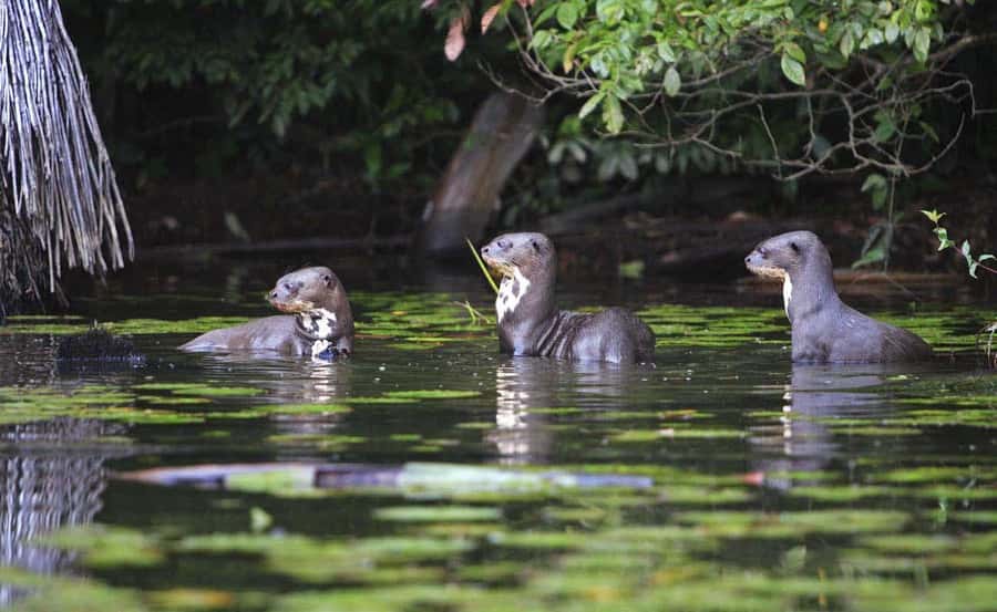 From Cusco: Manu National Park 3 Day Tour - Who This Manu Tour Suits Best (and Who Should Think Twice)