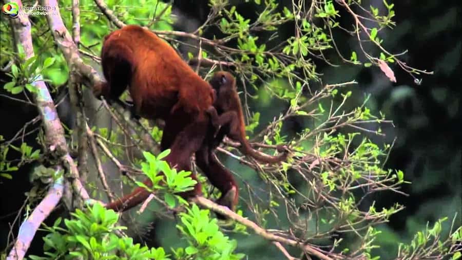 From Cusco: Manu National Park Tour & Accommodation 3 Days - Key highlights you’ll feel fast