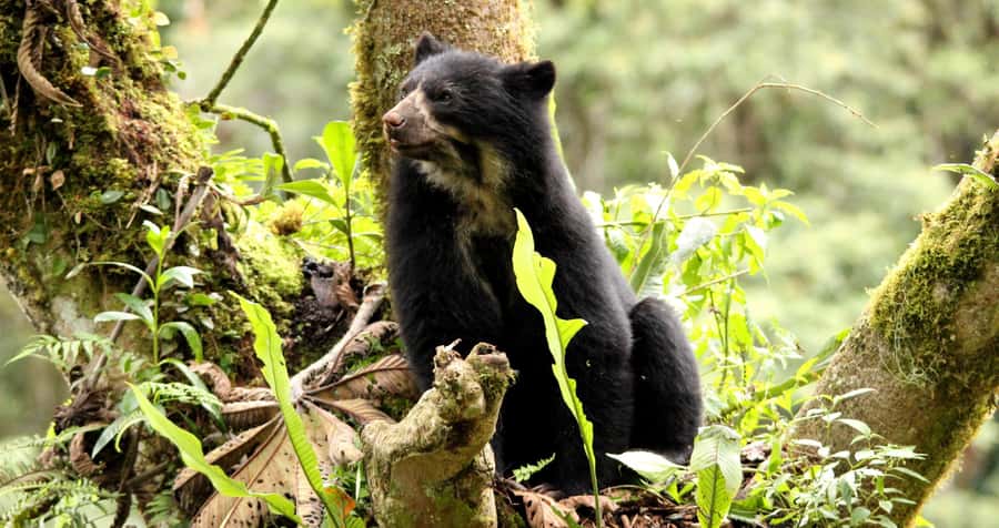 From Cusco: Manu National Park Tour & Accommodation 3 Days - Who this Manu 3-day tour suits best